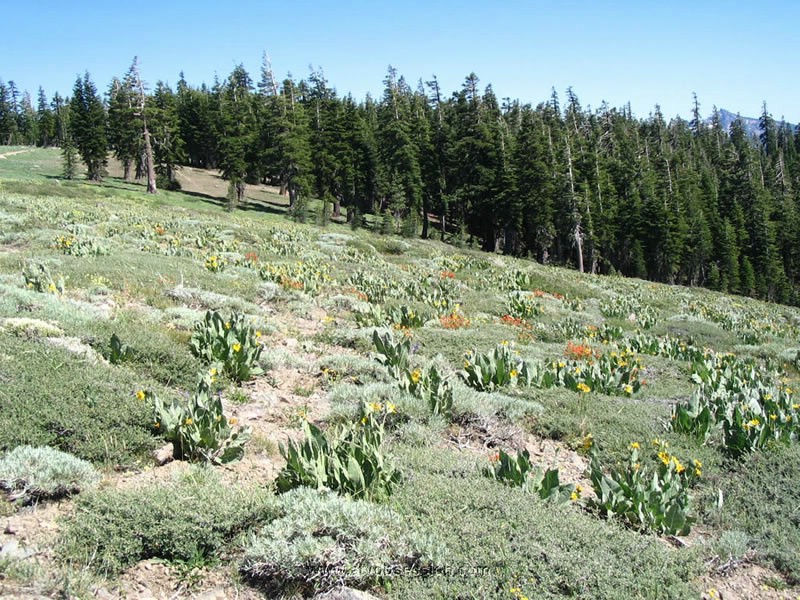057. A nice meadow over looking Spencer Lakes..jpg