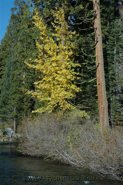 33. Checked out the trees changing for winter..jpg