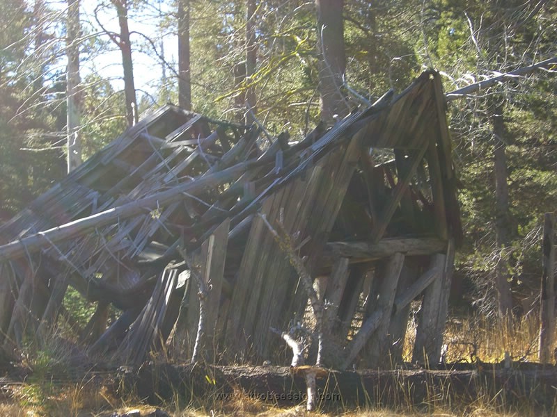 145. Not too many more snows before this falls..jpg