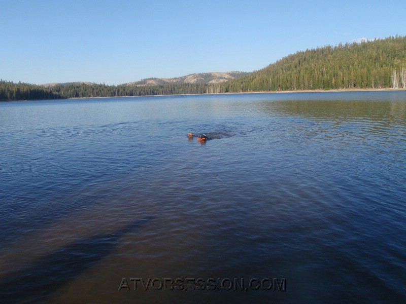 52. Gus and Ruby enjoy a little competition..jpg