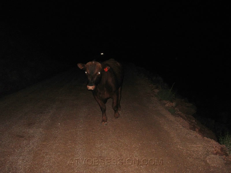 260. A cow! Not what I wanted to see rounding the corner at 30+ mph..jpg