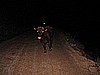 260. A cow! Not what I wanted to see rounding the corner at 30+ mph..jpg