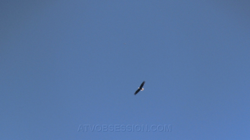 26. A bald Eagle..Obviously not co-existing with people..rollseyes..jpg