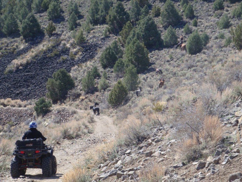 29. More horses in the canyon..jpg
